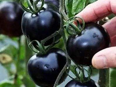 快看！蘭州新區(qū)高優(yōu)新特圣女果“黑羅漢”成熟待摘
