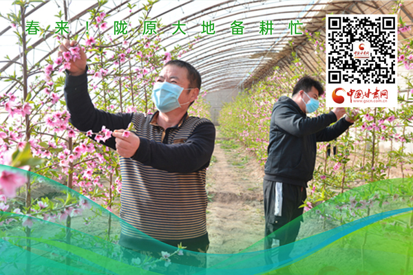 海報丨春來！隴原大地春耕忙