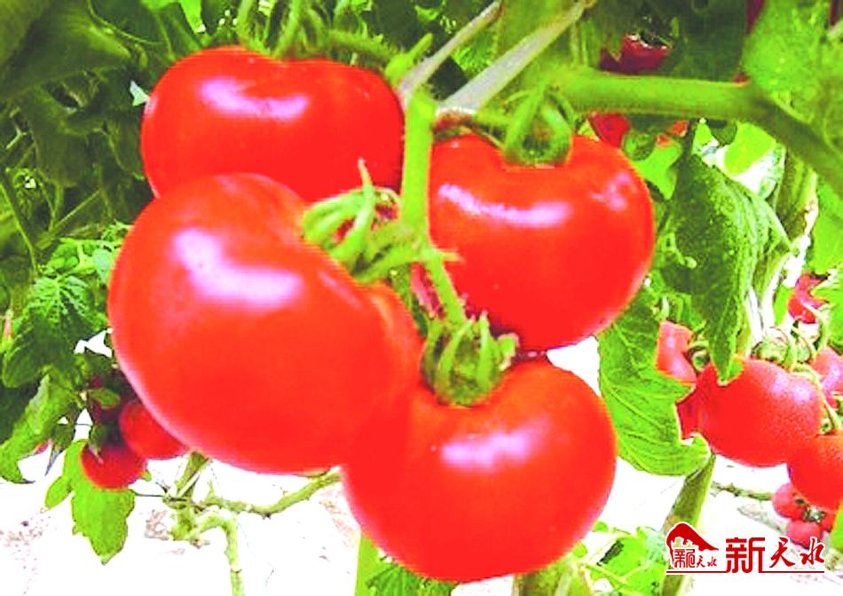 天水：復(fù)工復(fù)產(chǎn)復(fù)“春”來(lái) 戰(zhàn)“疫”戰(zhàn)貧戰(zhàn)猶酣