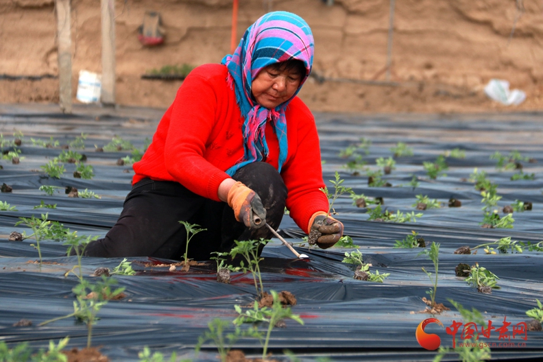 春風(fēng)又度玉門(mén)關(guān)  鳴沙山下春耕忙（組圖）