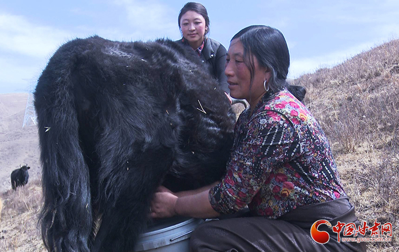 甘肅合作：高原上盛開了一朵美麗的“格?；ā保▓D）