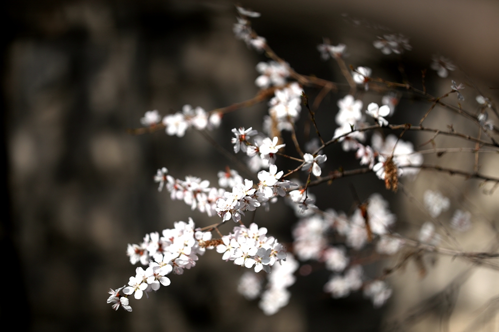 海報(bào)|花開隴原，甘肅這些景區(qū)正在復(fù)蘇！