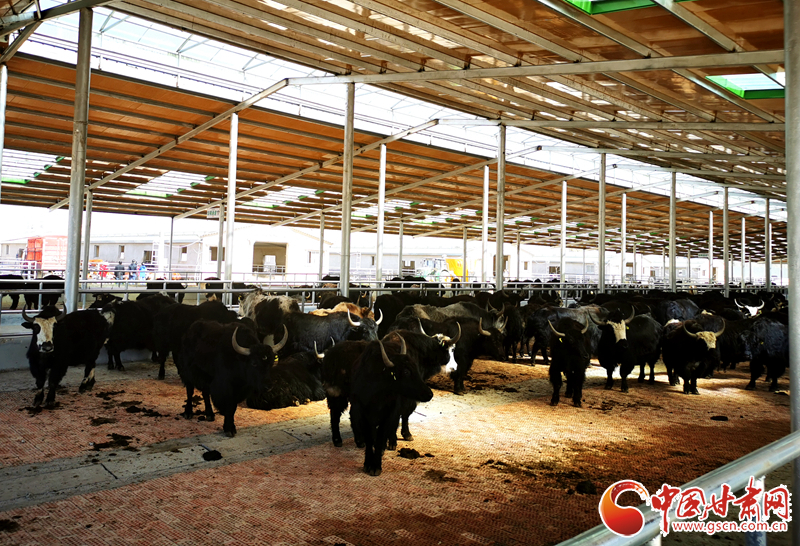 【甘肅省決戰(zhàn)決勝脫貧攻堅(jiān)】農(nóng)牧結(jié)合養(yǎng)起“脫貧?！?產(chǎn)業(yè)增效共唱“致富歌”