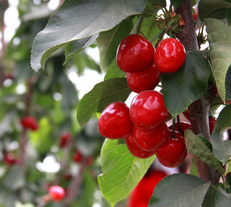 趕緊約起來！民勤紅旗谷櫻桃采摘園開園啦！