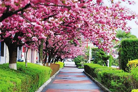 【印象隴原】去兩當(dāng)，與櫻花赴約