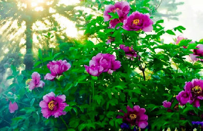 【“甘味”故事】“百花王”駕到！國色傾城正當(dāng)時(shí)