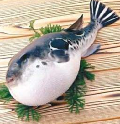 蘭州市市場(chǎng)監(jiān)督管理局發(fā)布通告禁止違法加工、經(jīng)營(yíng)河豚魚(yú)