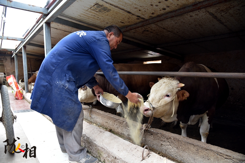 【隴人相】脫貧路上的實(shí)干家——“?！比笋R占清