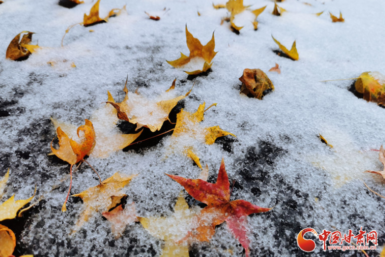 甘肅靜寧迎來(lái)今秋首場(chǎng)雨夾雪 雪映紅葉愈妖嬈