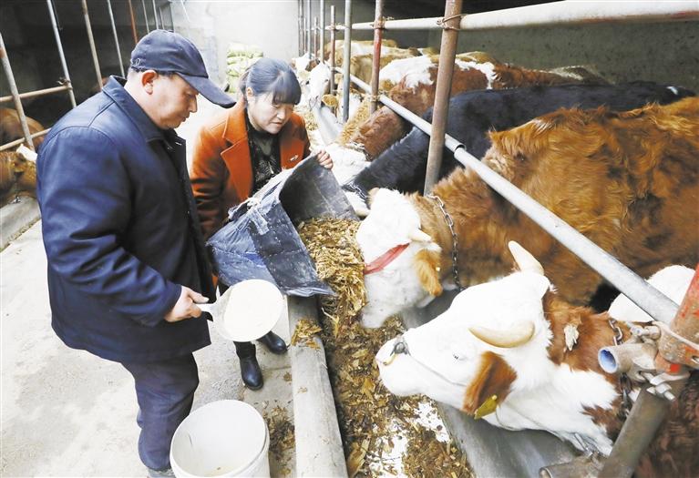 我和我的家鄉(xiāng)丨定西臨洮縣黨家墩村：“牛”產(chǎn)業(yè)帶來(lái)“?！比兆?>
        </a><em>我和我的家鄉(xiāng)丨定西臨洮縣黨家墩村：“?！碑a(chǎn)業(yè)帶來(lái)“?！比兆?/em></li>
    <li><a  target=