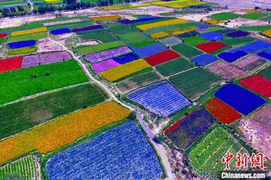 甘肅酒泉：除了天時地利，還有一“種”力