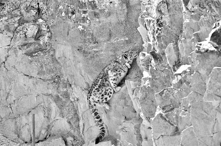 首例！肅北鹽池灣保護區(qū)一只雪豹被戴上定位項圈