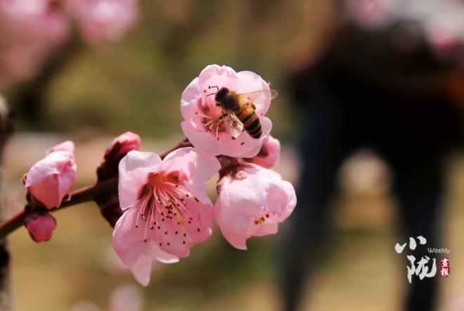 【小隴畫報·113期】最美人間四月天，灼灼桃花映秦安