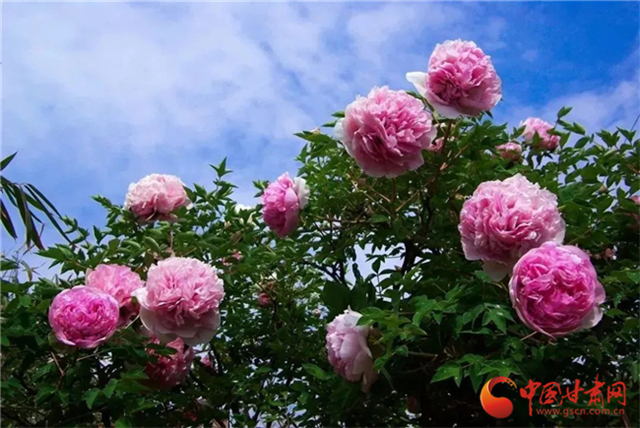 【五一游甘肅】暢游“臨洮縣紫斑牡丹文化旅游節(jié)”，這份攻略請(qǐng)收下！