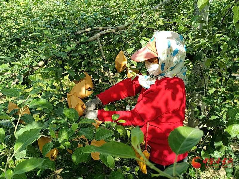 靈臺店子村：產業(yè)培育 打造鄉(xiāng)村治理的“加速器”