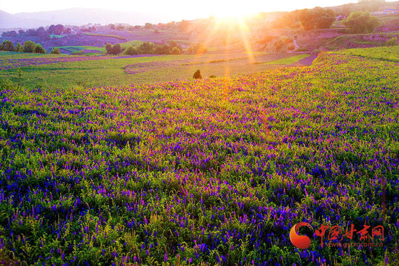 隴西福星鎮(zhèn)：藥材花開(kāi)時(shí) 農(nóng)家田管忙