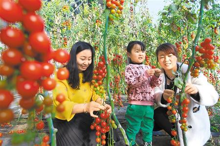 酒泉市肅州區(qū)東洞戈壁產(chǎn)業(yè)園里的圣女果、人參果陸續(xù)成熟上市