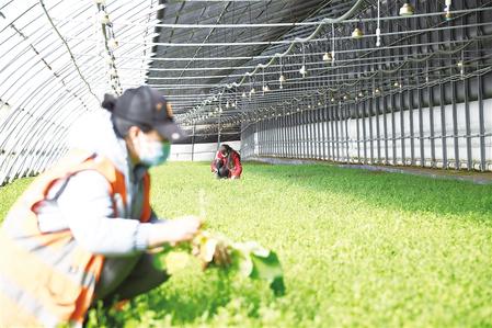 蘭州新區(qū)現代農業(yè)雙創(chuàng)基地450萬株大黃幼苗長勢喜人