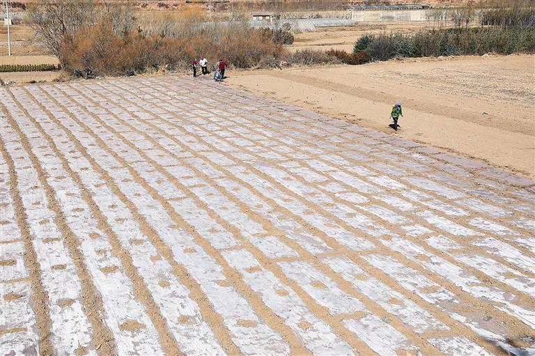 臨夏州春耕生產已全面展開