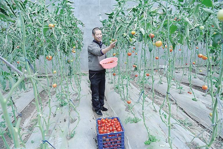 臨夏縣尹集、刁祁鎮(zhèn)易地扶貧搬遷后續(xù)產業(yè)園有日光溫室534座