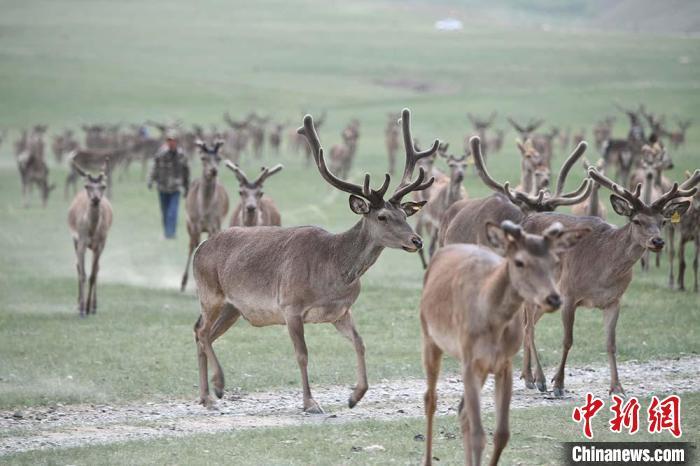 圖為肅南縣馬鹿養(yǎng)殖場(chǎng)內(nèi)的鹿群?！钇G敏 攝
