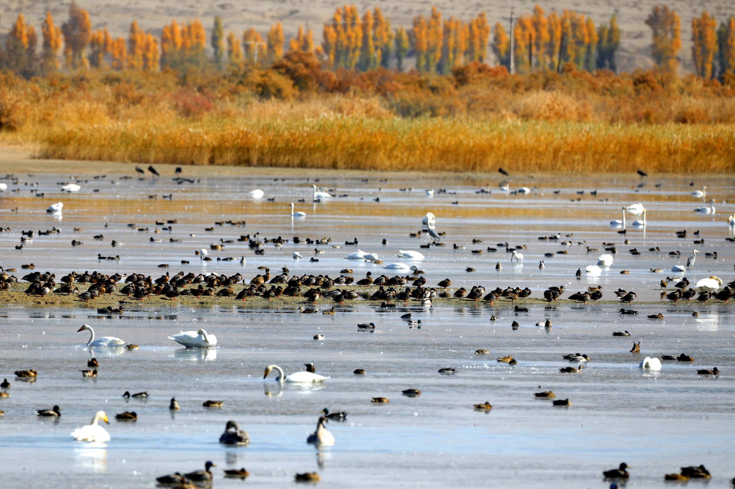 天鵝飛抵高臺縣黑河濕地嬉戲覓食、棲息越冬。尹昭霞攝