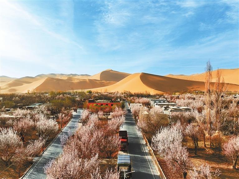 近日，敦煌鳴沙山下的李廣杏杏花陸續(xù)開放，美如畫卷。新甘肅·甘肅日報通訊員　張曉亮