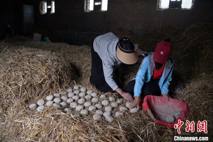 酒曲成型之后入曲房，入室之前要灑水，再鋪青稞草，防止曲塊的水分被吸走，曲房?jī)?nèi)有通風(fēng)道、窗戶、暖氣、電熱爐等各種控制曲房溫度的設(shè)備。圖為5月10日，工作人員將成型的曲塊搬運(yùn)到曲房。九美旦增　攝