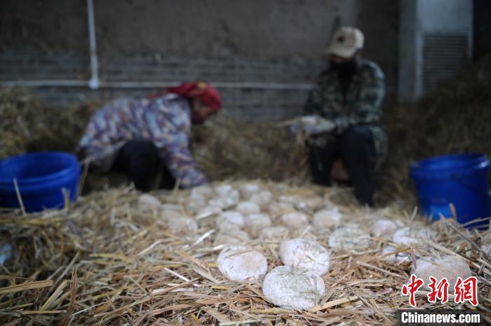 酒曲從曲坯入房培養(yǎng)到培養(yǎng)結(jié)束，整個(gè)培養(yǎng)周期控制在4至8天，曲坯的要求光滑，軟硬適宜，手按曲坯不松散，結(jié)實(shí)，薄厚一致。圖為5月10日，工作人員準(zhǔn)備將培養(yǎng)好的曲坯拿到外面晾曬。九美旦增　攝