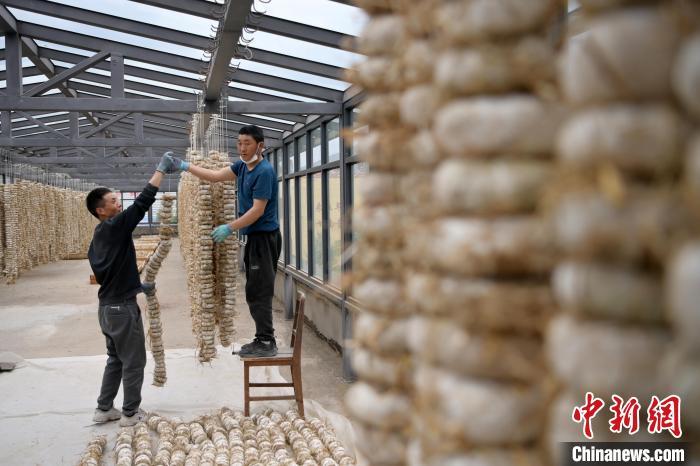 圖為5月10日，工作人員將用青稞面和青稞草等制成的曲坯用繩子串起來(lái)晾曬。九美旦增　攝