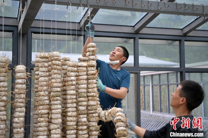 圖為5月10日，工作人員將用青稞面和青稞草等制成的曲坯用繩子串起來(lái)晾曬。九美旦增　攝