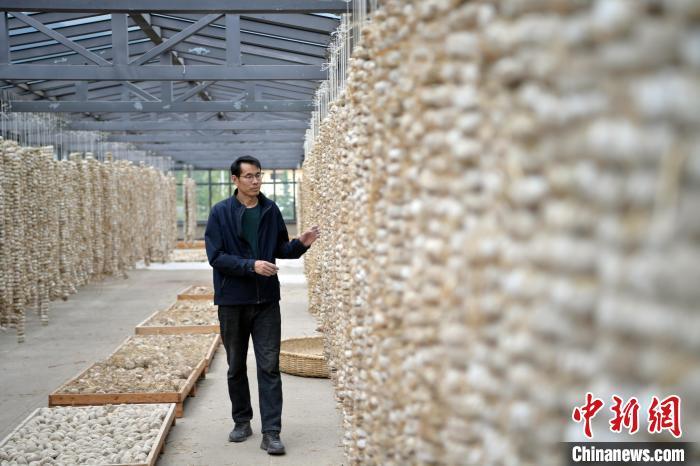 圖為5月10日，工作人員檢查晾曬的曲胚。九美旦增　攝