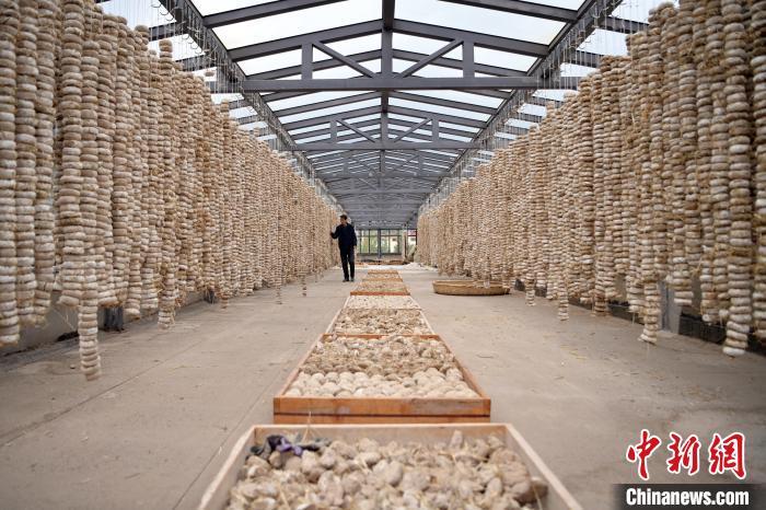 圖為5月10日，工作人員檢查晾曬的曲胚。九美旦增　攝