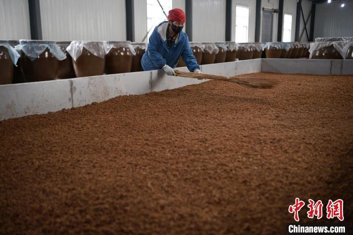 圖為5月10日，工作人員整理鋪撒的酒醅。九美旦增　攝