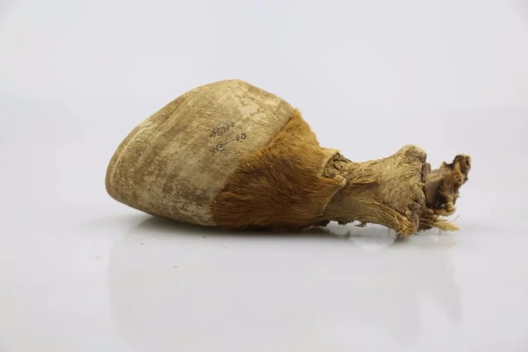 懸泉置出土馬蹄（圖源甘肅簡(jiǎn)牘博物館）