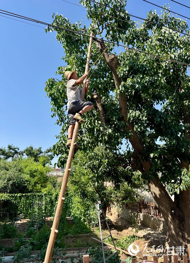 什川古梨園果農(nóng)魏至玉正踩著蜈蚣梯修剪自家的百年梨樹。人民網(wǎng)記者 焦隆攝