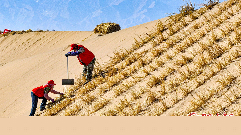 初冬時節(jié)巴丹吉林沙漠忙“鎖邊”